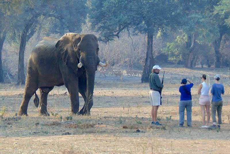About Stretch Ferreira Safaris